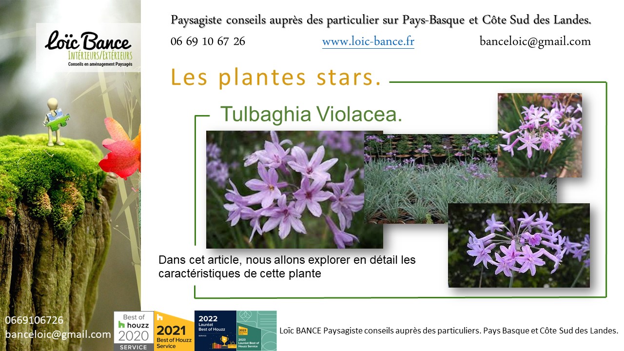 Paysagiste  Anglet une vivace plante star de juillet 2024 : Tulbaghia Violacea.